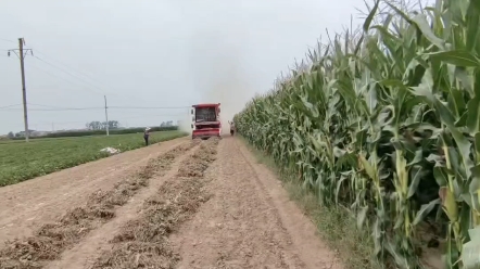 近期，河南各地遭遇連續(xù)陰雨天氣，要先收獲成熟度較高的作物，要