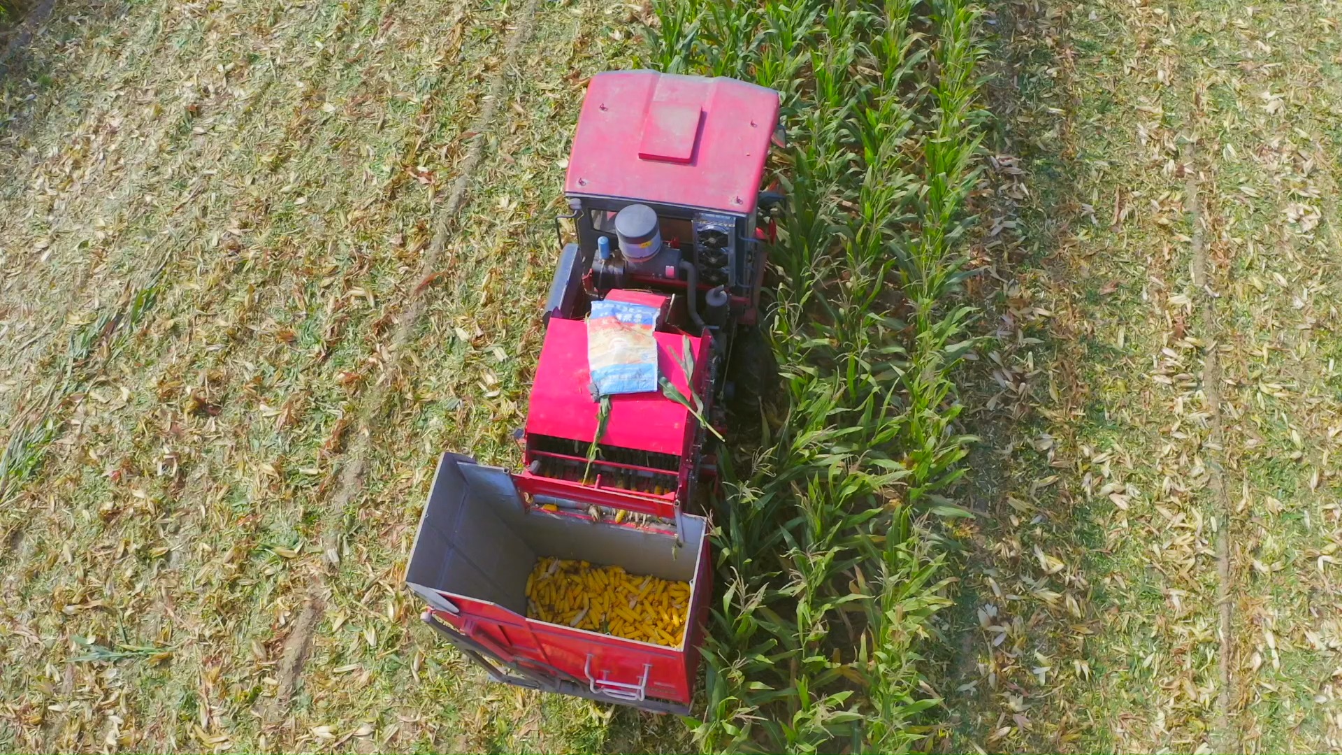 三行玉米收獲機(jī) corn harvester picture